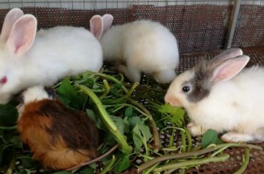 Funny Baby Rabbit Videos - Cute Baby Rabbits - Funny Bunny Baby Videos - Cute Bunnies Video - Rabbit