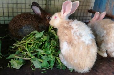 Cute Baby Rabbit Eating - Funny Baby Bunny Rabbit Videos #2 - Cute Rabbits Compilation 2020 - Rabbit