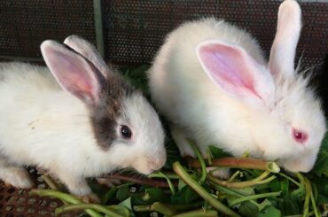 Cute Rabbits Eating Vegetable - Funny Baby Bunny Rabbit Videos Compilation - Cute Rabbits - Rabbit