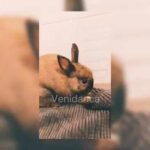 Cute Bunny daily routine 001