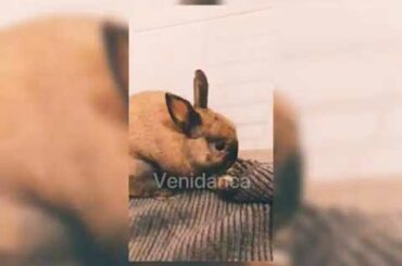 Cute Bunny daily routine 001