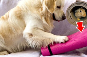 Baby Bunnies Surprise the Golden Retriever with their Play