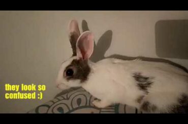 cute rabbit's new home || cute bunnies