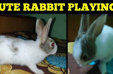 Cute😍 Rabbit baby 🐇 Playing in Bed | Cute Rabbit Children playing inBed