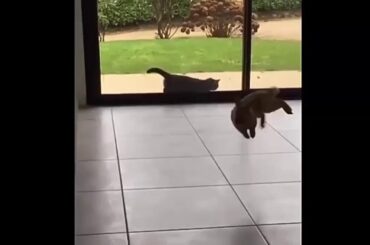 Cute rabbit funny #1 أرانب رائعة وجميله