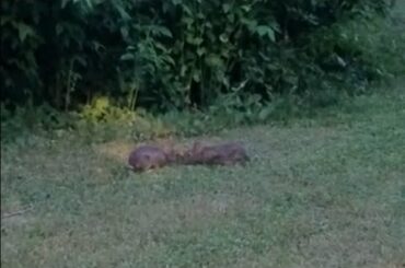 Cute Wild Baby Bunnies!!!!!
