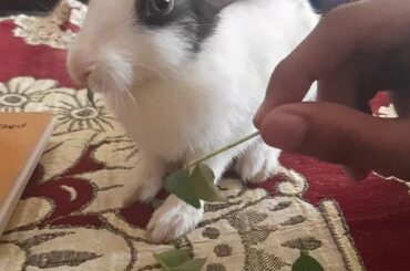 Cute rabbit eating curry patta