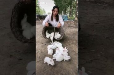 Cute Rabbit - Who have this as a pet?