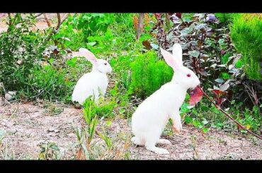 Funny Baby Bunny Rabbit Videos Compilation - Cute Rabbits