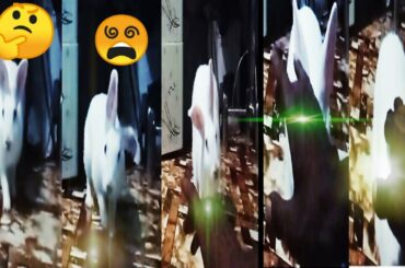 খরগোশ | Rabbit | rabbit training l cute baby rabbit | bunny