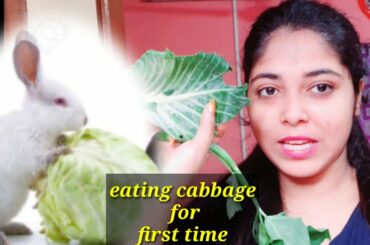 Baby bunny eating cabbage  frist time || baby bunny cabbage eating react