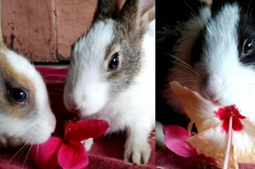 Cute Bunny 🐇🐇Baby Eating Flower 🌺🌺|