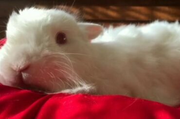 Funny and Cute Baby Bunny Rabbit videos🐇Baby Animal video compilation 2020