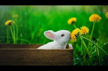 Bunny baby rabbits SOO Cute! Cute baby animals Videos 2020