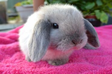 Cute Baby Rabbits Doing Funny Things - Best Of Baby Bunnies Compilation