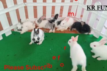cute rabbit videos by farming