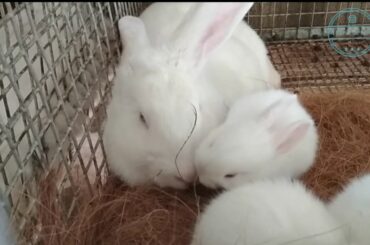 Cute Funny Rabbit Compilation 2018