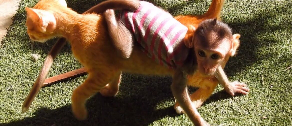 Cute Baby Monkey Coca Relax And Play Happily With Puppies - Baby Cats -Rabbits.
