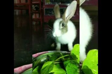 Cute rabbit eating #bunny #rabbit