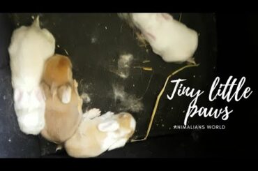 Baby rabbits just opened their eyes | Animalians World