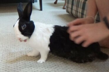 Bad rabbit being tickled then splooting! 🐰🐹🦊Cute Pet Animals