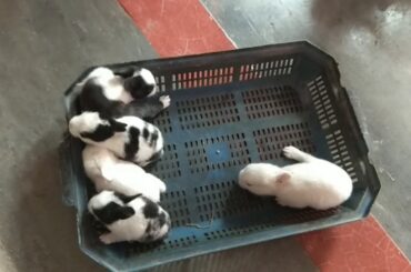 My rabbit baby are playing