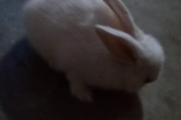 cute rabbit funny moments 2020