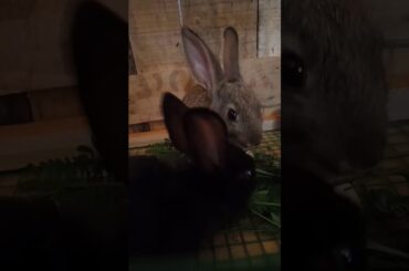 Nature journal#09- Cute bunny || little rabits || முயல் குட்டிகள்