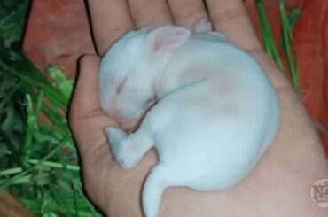 Rabbit Breeds | how to care baby rabbits | Funny and Cute Baby Bunny Rabbit Videos | So Cute Rabbits