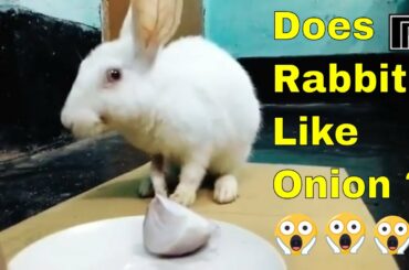 Does Rabbit like Onion ? Rabbit reaction to Onion | Cute Rabbit eating Onion | Rabbit eating ASMR