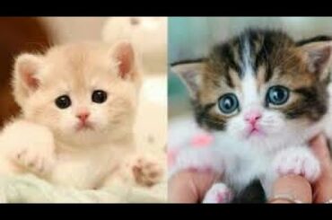 Baby Cats - Cute and Funny Baby Cat Videos Compilation