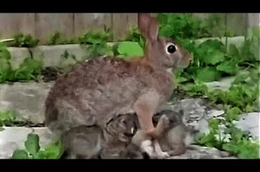 Baby bunnies nursing from devoted mother will warm your heart