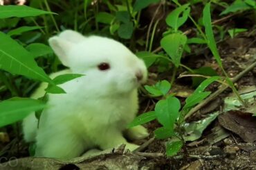 Cute baby rabbit in forest