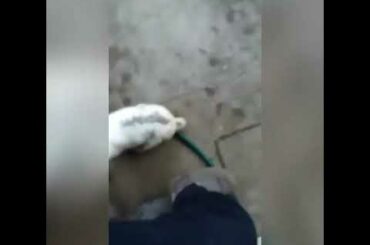 Mi conejo no me deja nunca /Cute bunny ( he never leave me)