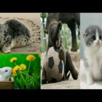 Animals Videos 2020/animals Eating Food Videos/Cute Cat, Cute Rabbit, Giraffe Videos,Zebra Videos