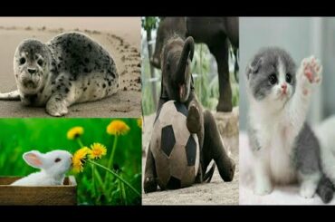 Animals Videos 2020/animals Eating Food Videos/Cute Cat, Cute Rabbit, Giraffe Videos,Zebra Videos
