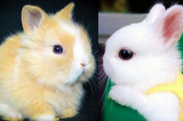 RABBITS – Cute Baby Bunnies – Funny Rabbit Videos – Funny Baby Videos