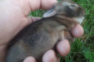 New Baby Rabbits Born In Backyard (so cute)