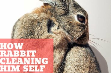 How rabbit cleaning him self
