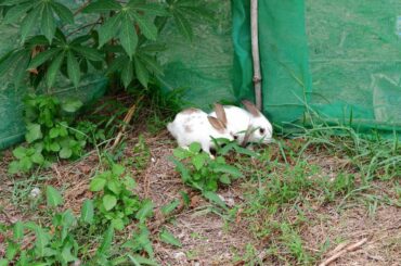 Life of baby rabbits videos