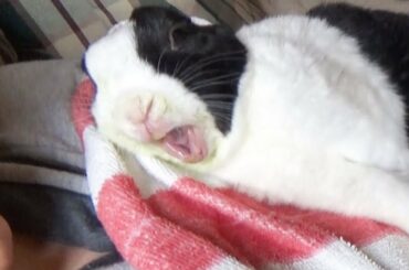 Sleeping Rabbit Lucid Dreaming and Eating in his Sleep