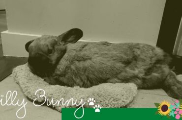 Funny and Cute Bunny Rabbit Videos - Silly Bunny Video Compilation | Lionel the Bunny