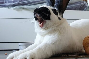 Joey, Rabbit Yawned 2 times this morning. Cute Bunny Yawning, Stretching. Rabbit Care, Rabbit Sounds
