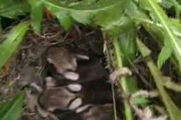 Newborn baby bunnies in my yard!