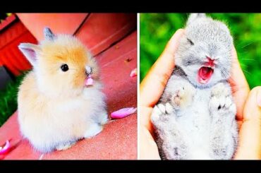 Funny Baby Bunny Rabbit Videos - Cute Rabbits Compilation 2020