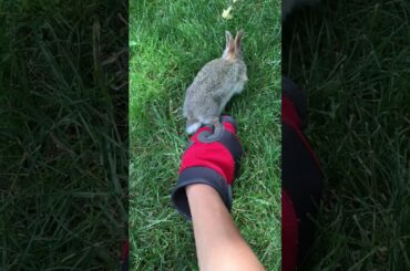Rescuing baby bunny and returning it to the wild