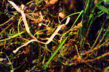 Mama Bunny Nanny Cam (baby bunny nest)