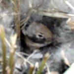 Cute baby bunny in its nest