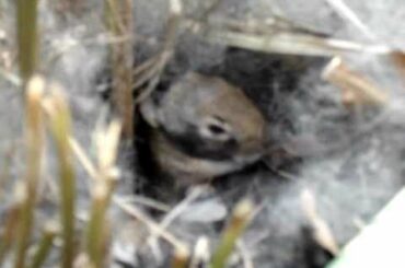 Cute baby bunny in its nest