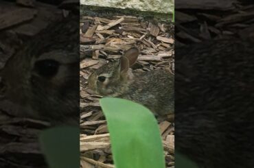 Baby bunny it’s SO CUTE